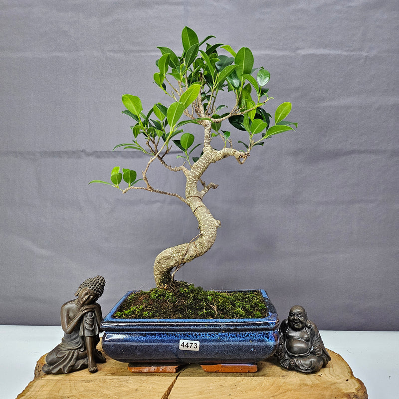 Ficus Microcarpa (Banyan Fig) Indoor Bonsai Tree | Shaped | In 20cm Pot