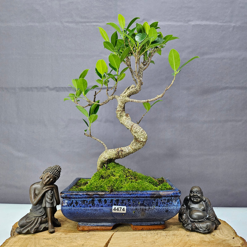 Ficus Microcarpa (Banyan Fig) Indoor Bonsai Tree | Shaped | In 20cm Pot