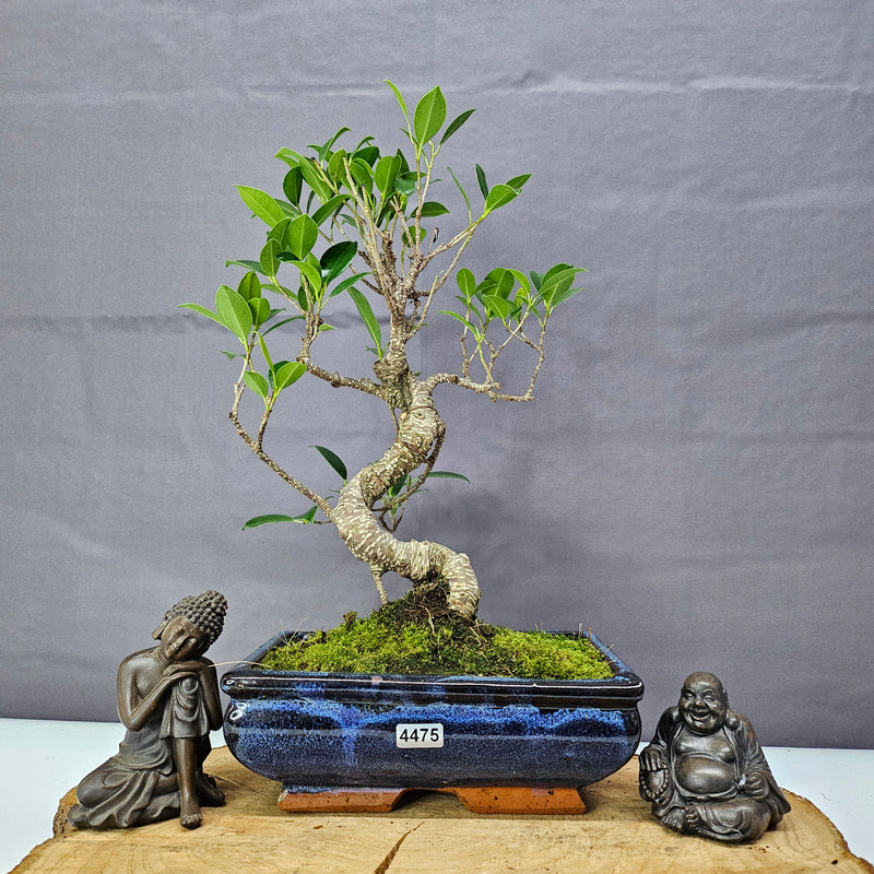 Ficus Microcarpa (Banyan Fig) Indoor Bonsai Tree | Shaped | In 20cm Pot