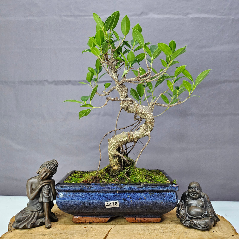 Ficus Microcarpa (Banyan Fig) Indoor Bonsai Tree | Shaped | In 20cm Pot