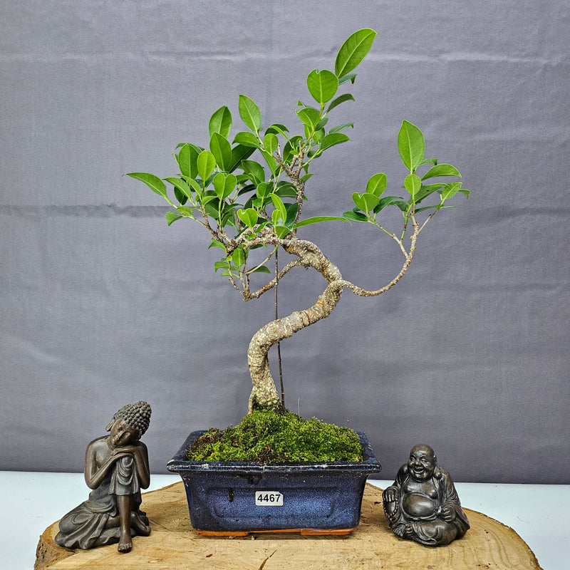 Ficus Microcarpa (Banyan Fig) Indoor Bonsai Tree | Shaped | In 15cm Pot