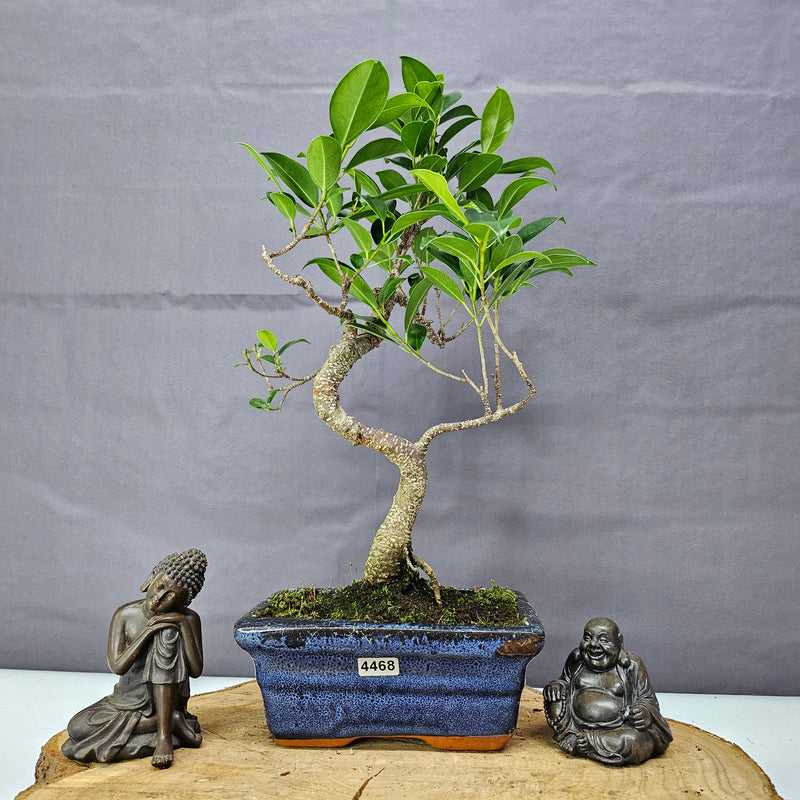 Ficus Microcarpa (Banyan Fig) Indoor Bonsai Tree | Shaped | In 15cm Pot