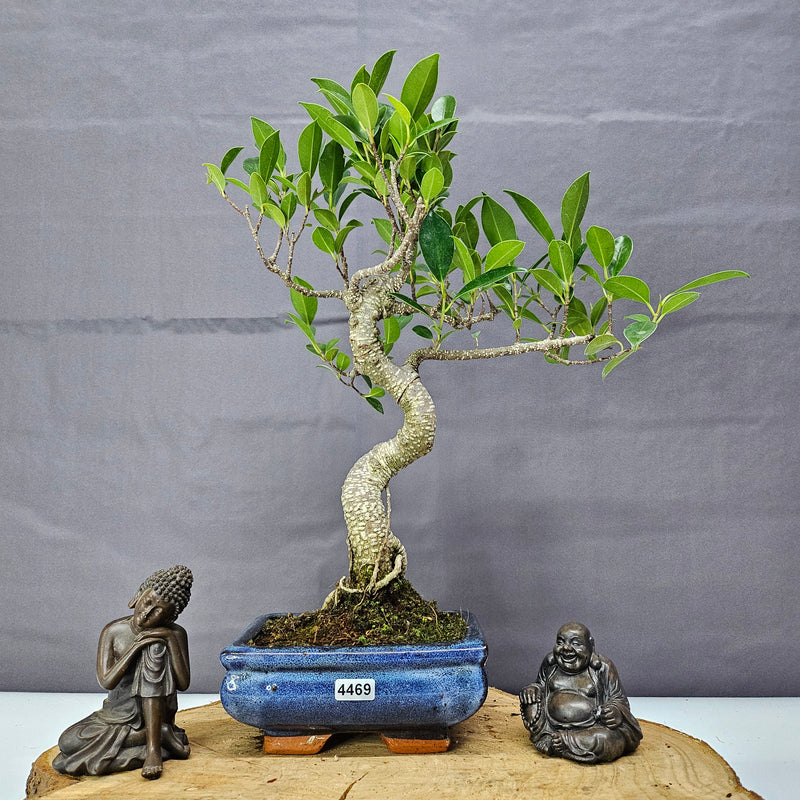 Ficus Microcarpa (Banyan Fig) Indoor Bonsai Tree | Shaped | In 15cm Pot