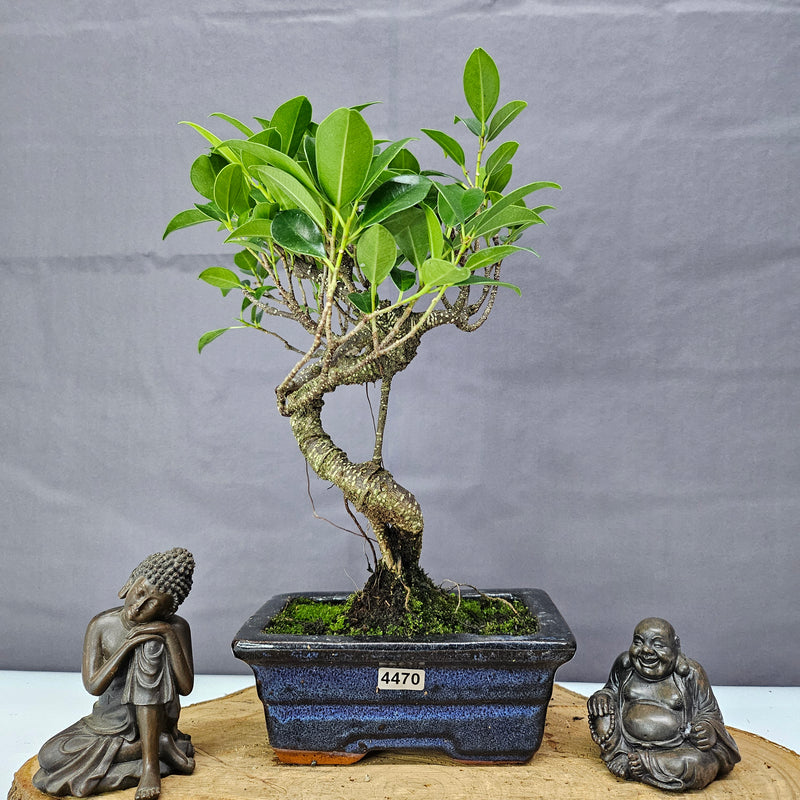 Ficus Microcarpa (Banyan Fig) Indoor Bonsai Tree | Shaped | In 15cm Pot