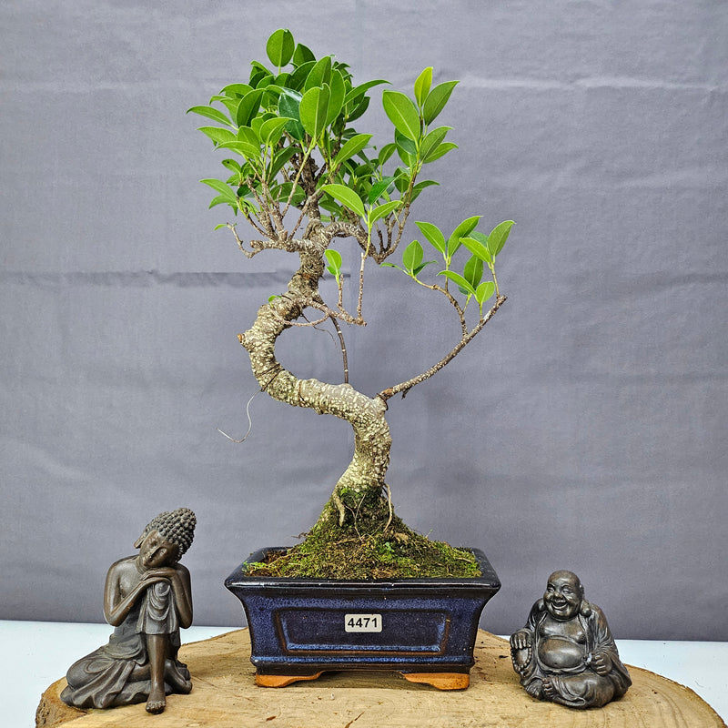 Ficus Microcarpa (Banyan Fig) Indoor Bonsai Tree | Shaped | In 15cm Pot