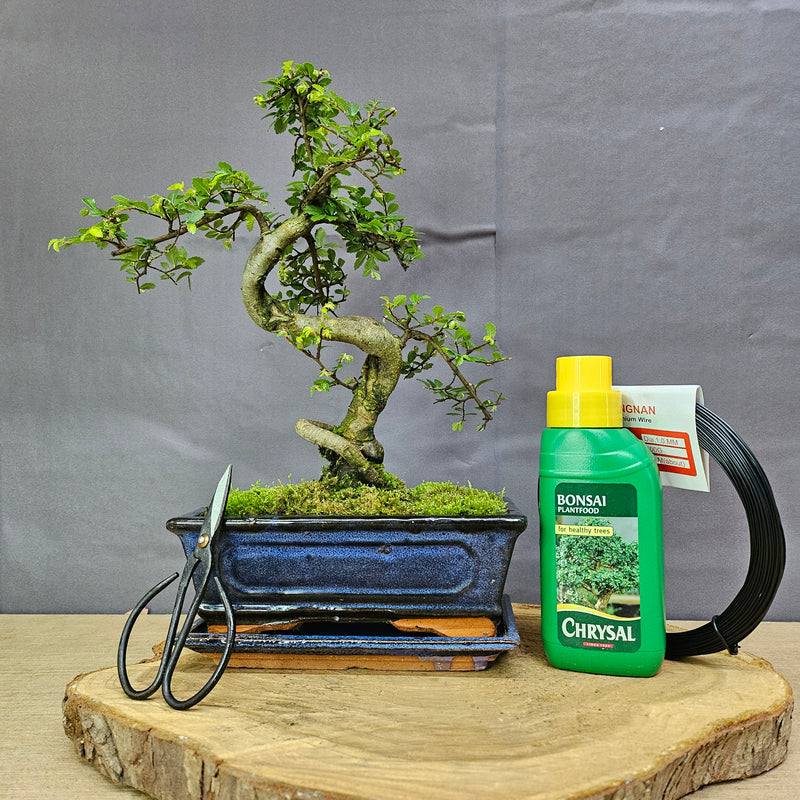 Chinese Elm in 20cm Pot Inc: Drip Tray & Bonsai Tree Starter Kit