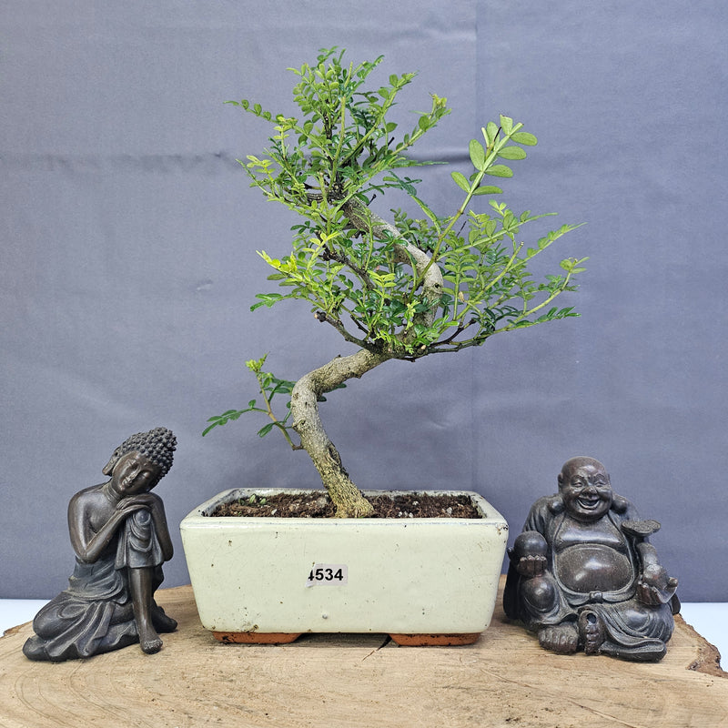 Chinese Pepper (Zanthoxylum Pipertum) Bonsai Tree | Shaped | In 15cm Pot