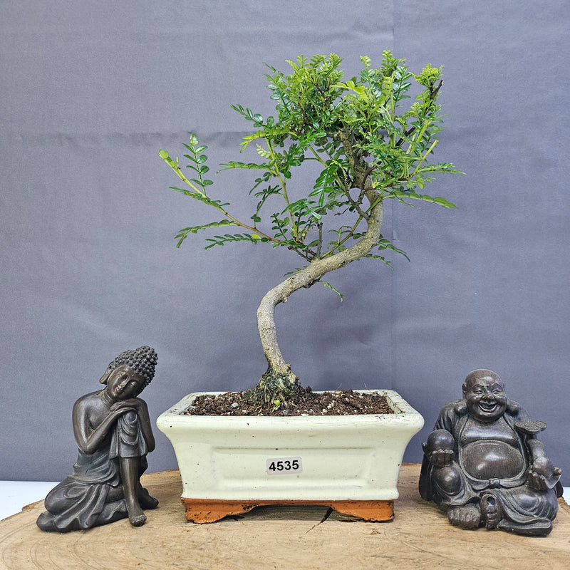 Chinese Pepper (Zanthoxylum Pipertum) Bonsai Tree | Shaped | In 15cm Pot