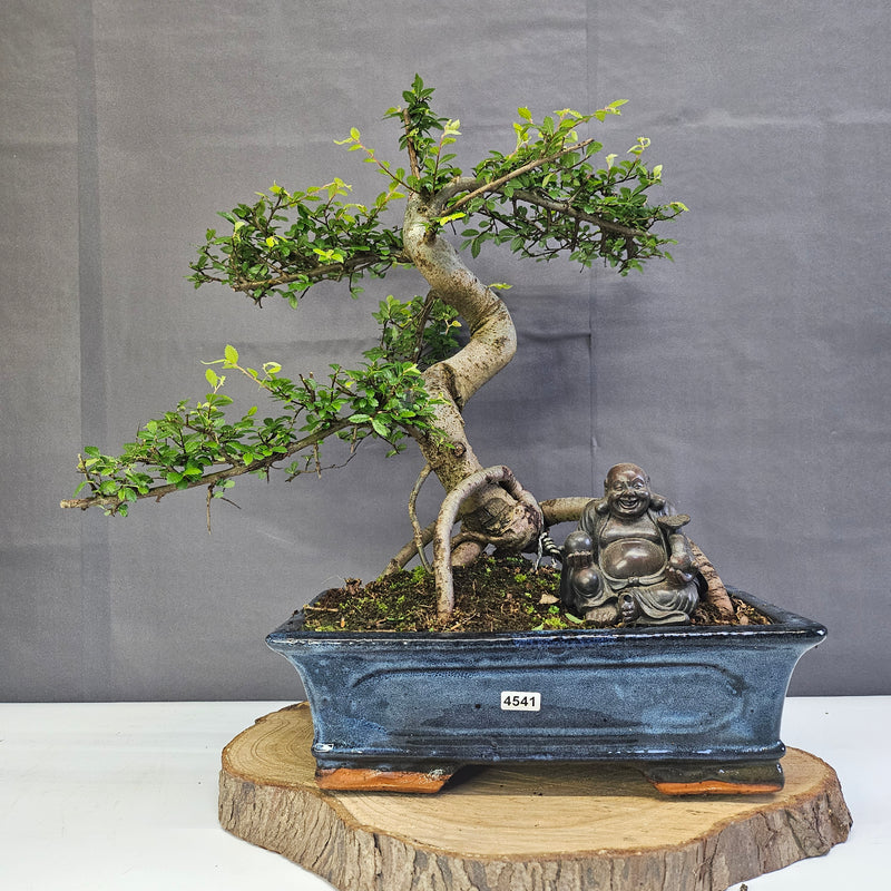 Chinese Elm (Ulmus Parvifolia) Bonsai Tree | Shaped | In 30cm Pot