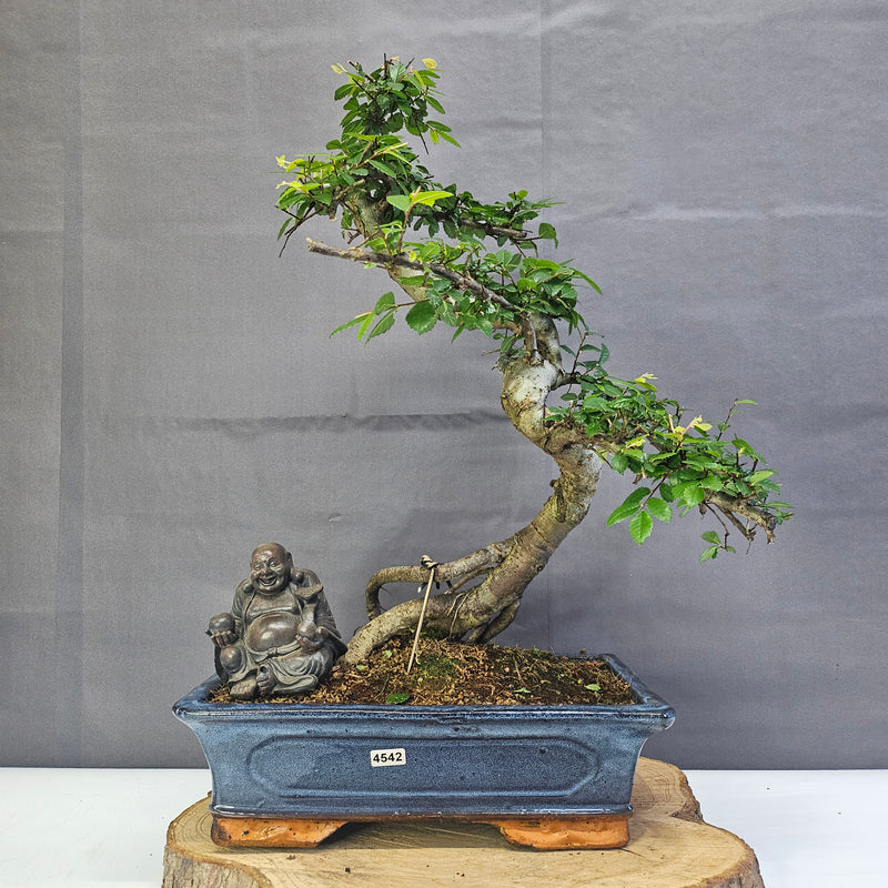 Chinese Elm (Ulmus Parvifolia) Bonsai Tree | Shaped | In 30cm Pot