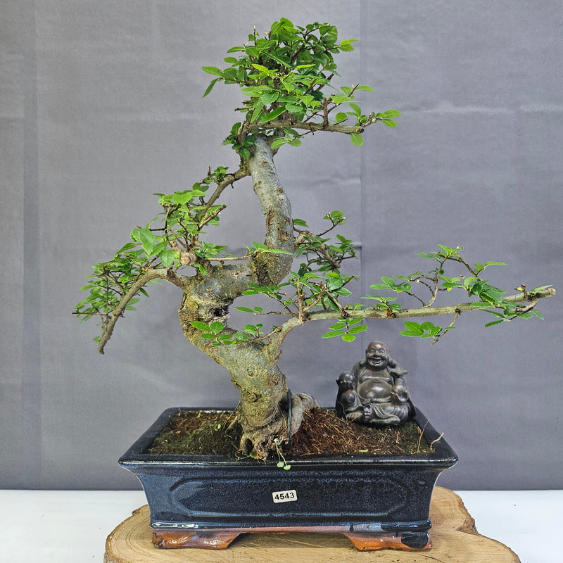 Chinese Elm (Ulmus Parvifolia) Bonsai Tree | Shaped | In 30cm Pot