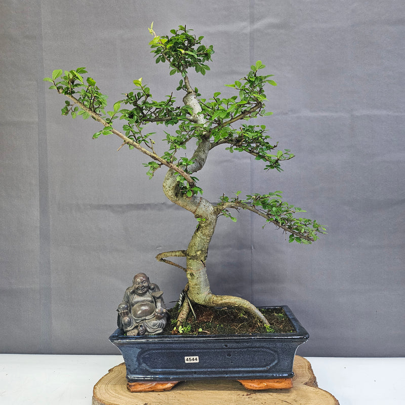 Chinese Elm (Ulmus Parvifolia) Bonsai Tree | Shaped | In 30cm Pot