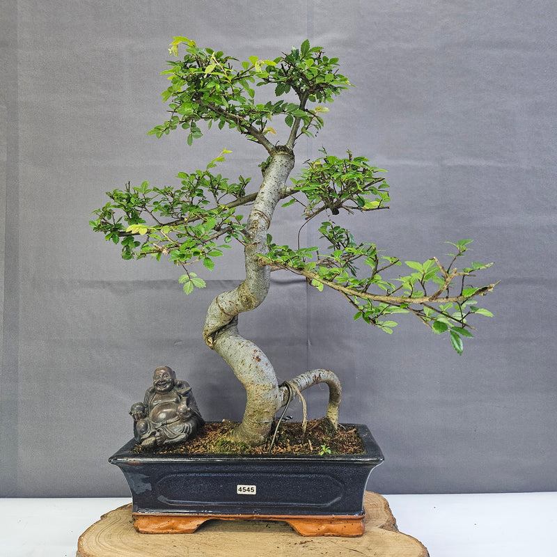 Chinese Elm (Ulmus Parvifolia) Bonsai Tree | Shaped | In 30cm Pot