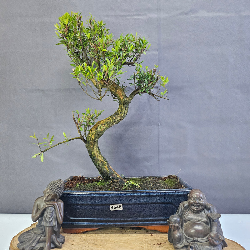 Brush Cherry (Syzygium) Bonsai Tree | Shaped | In 25cm Pot