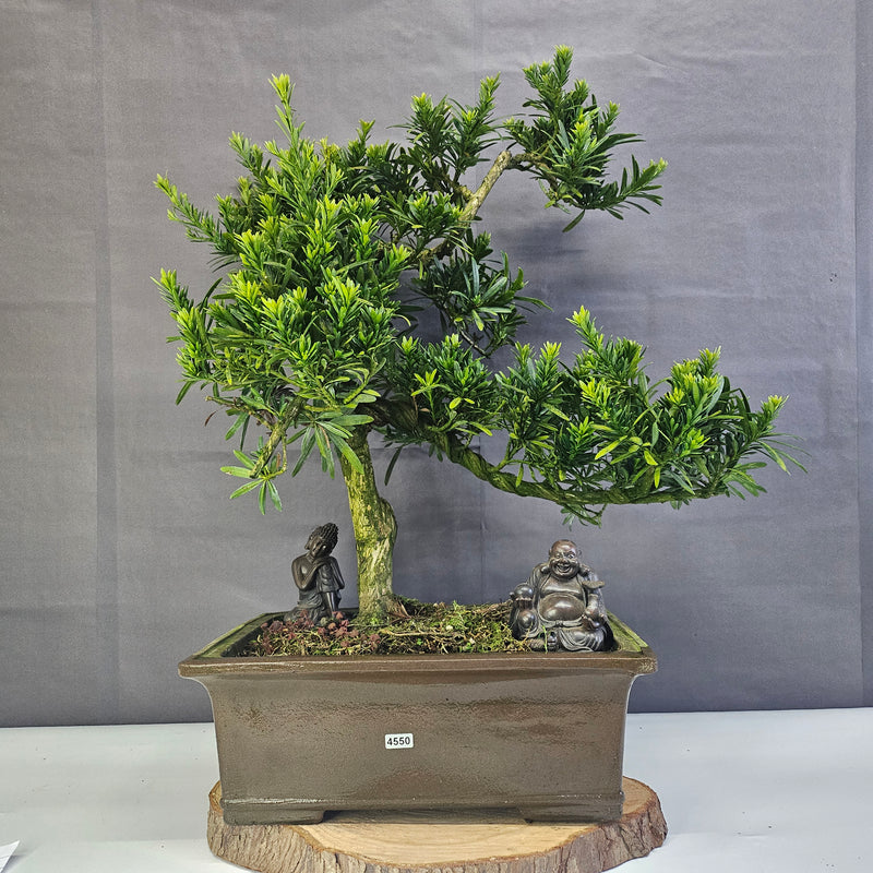 Buddhist Pine (Podocarpus Micro) Bonsai Tree | Shaped | In 35cm Pot