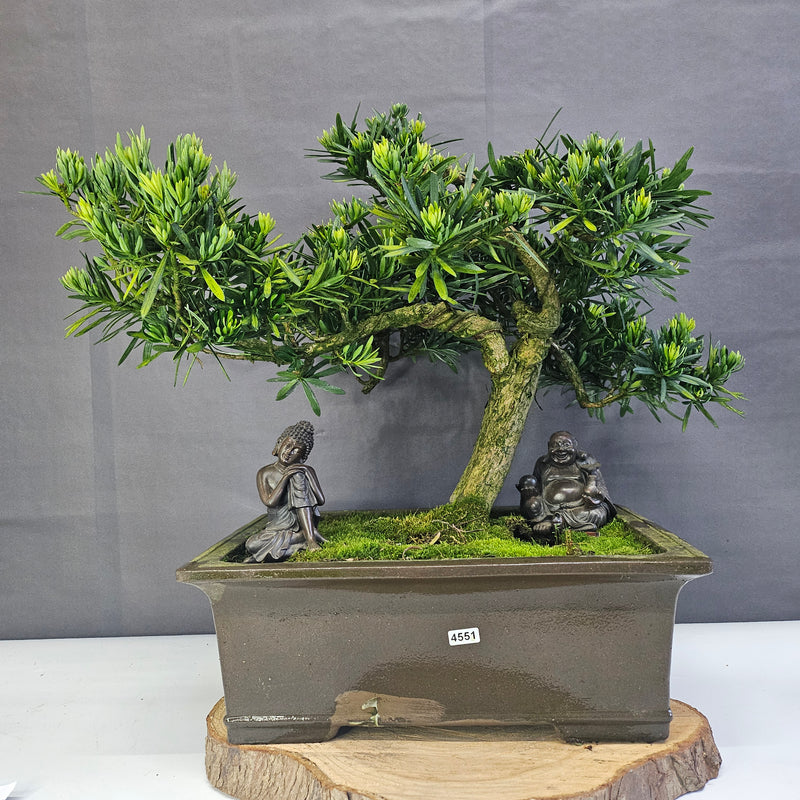 Buddhist Pine (Podocarpus Micro) Bonsai Tree | Shaped | In 35cm Pot