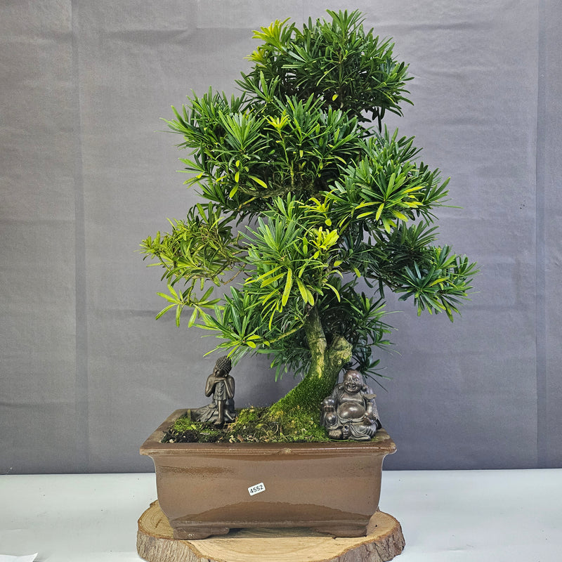 Buddhist Pine (Podocarpus Micro) Bonsai Tree | Shaped | In 35cm Pot