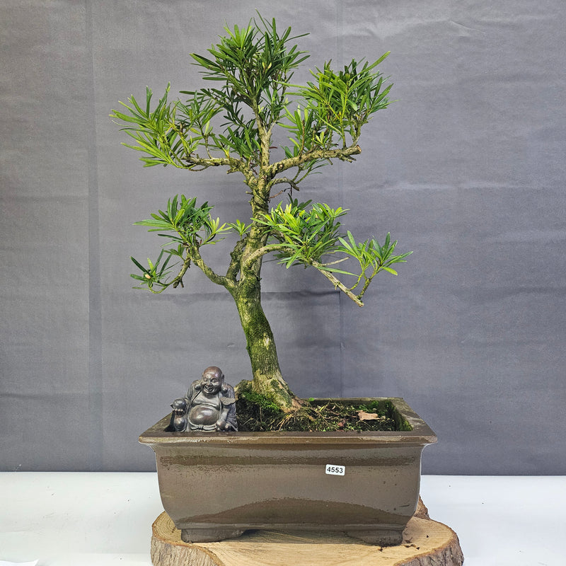 Buddhist Pine (Podocarpus Micro) Bonsai Tree | Shaped | In 35cm Pot