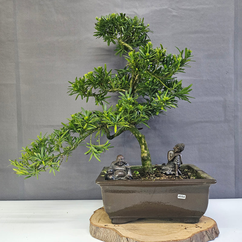 Buddhist Pine (Podocarpus Micro) Bonsai Tree | Shaped | In 35cm Pot