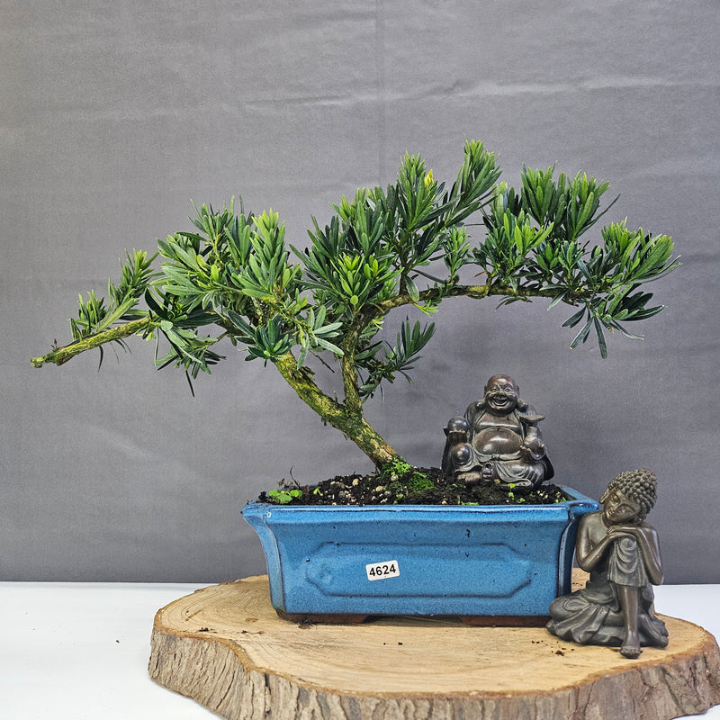 Clearance: Buddhist Pine (Podocarpus Micro) Bonsai Tree | Shaped | In 25cm Pot