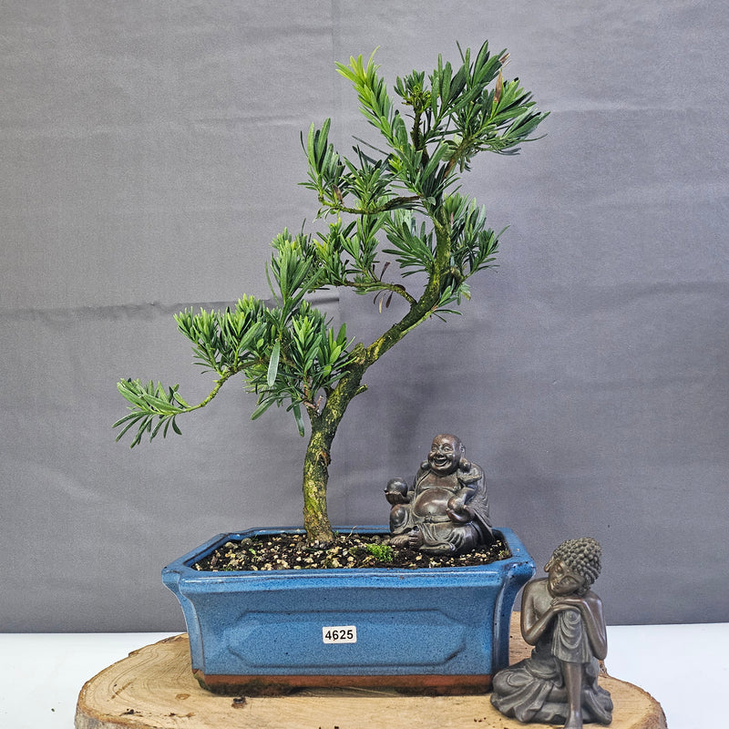 Clearance: Buddhist Pine (Podocarpus Micro) Bonsai Tree | Shaped | In 25cm Pot