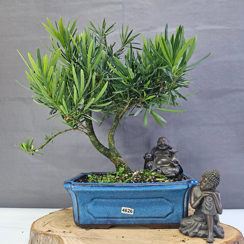 Clearance: Buddhist Pine (Podocarpus Micro) Bonsai Tree | Shaped | In 25cm Pot