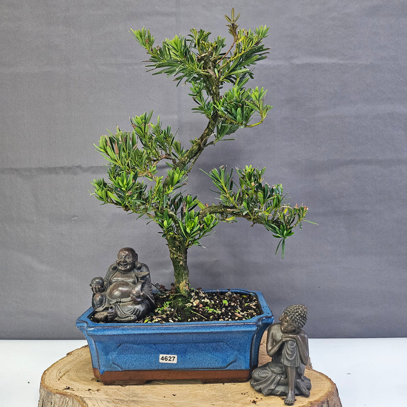 Clearance: Buddhist Pine (Podocarpus Micro) Bonsai Tree | Shaped | In 25cm Pot