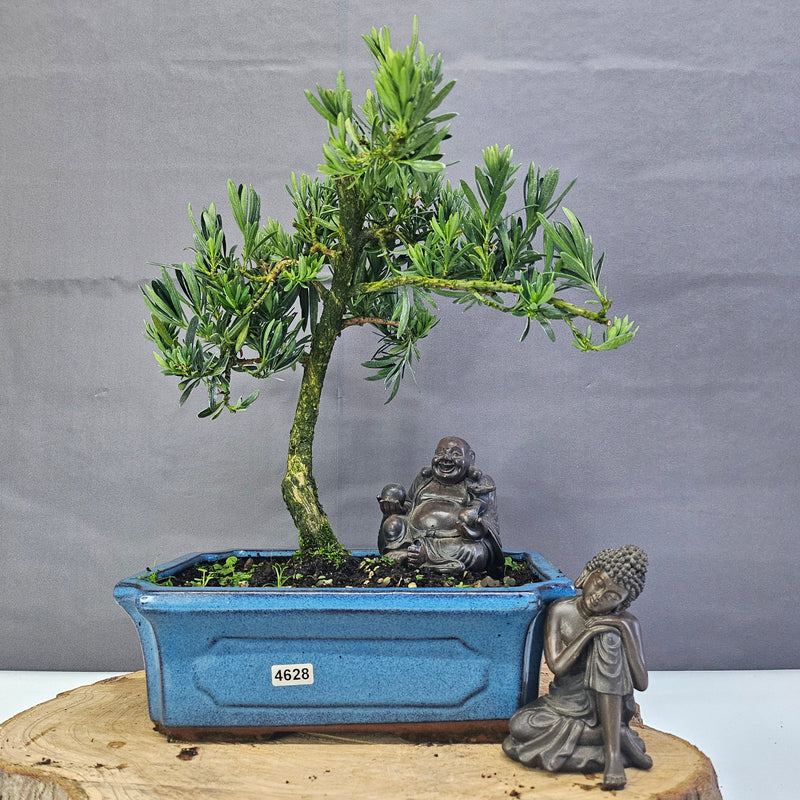 Clearance: Buddhist Pine (Podocarpus Micro) Bonsai Tree | Shaped | In 25cm Pot