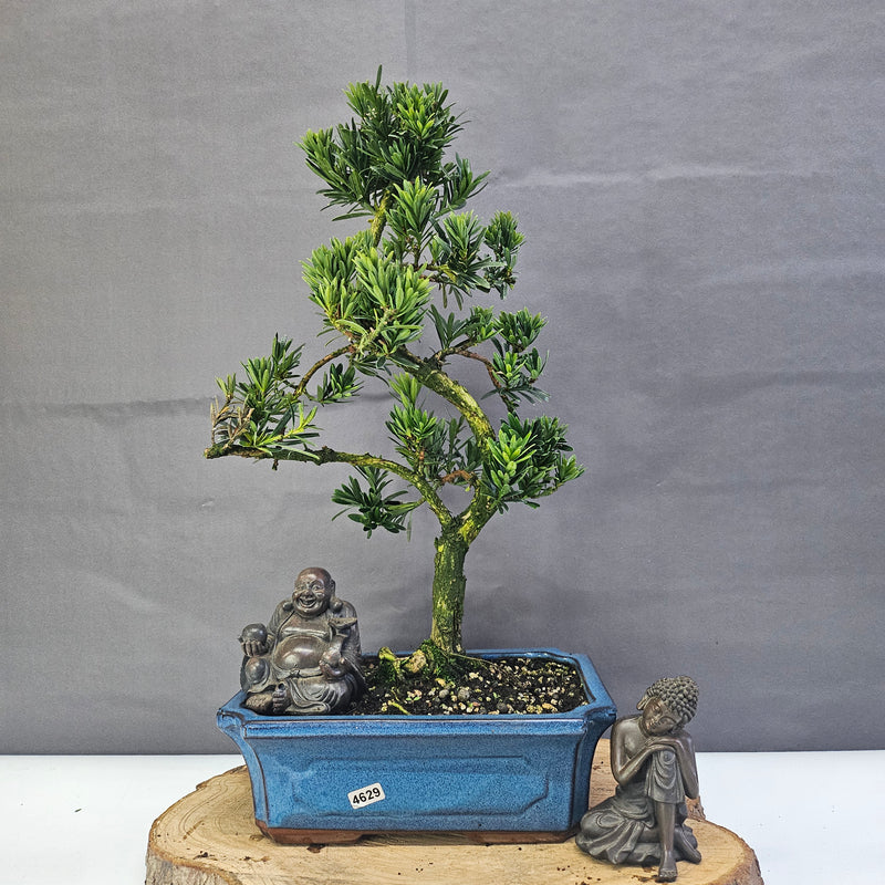 Clearance: Buddhist Pine (Podocarpus Micro) Bonsai Tree | Shaped | In 25cm Pot