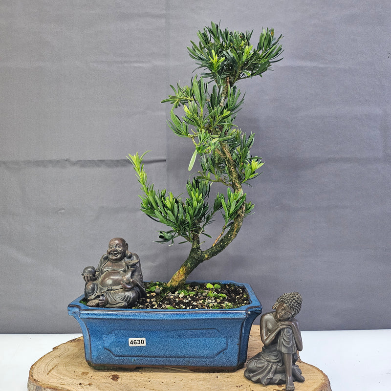 Clearance: Buddhist Pine (Podocarpus Micro) Bonsai Tree | Shaped | In 25cm Pot