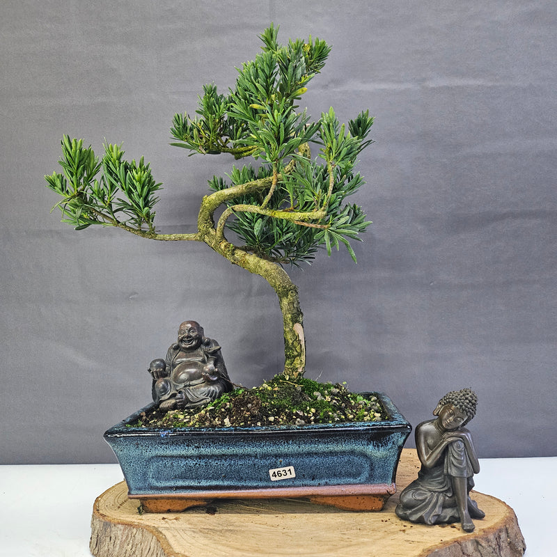 Clearance: Buddhist Pine (Podocarpus Micro) Bonsai Tree | Shaped | In 25cm Pot