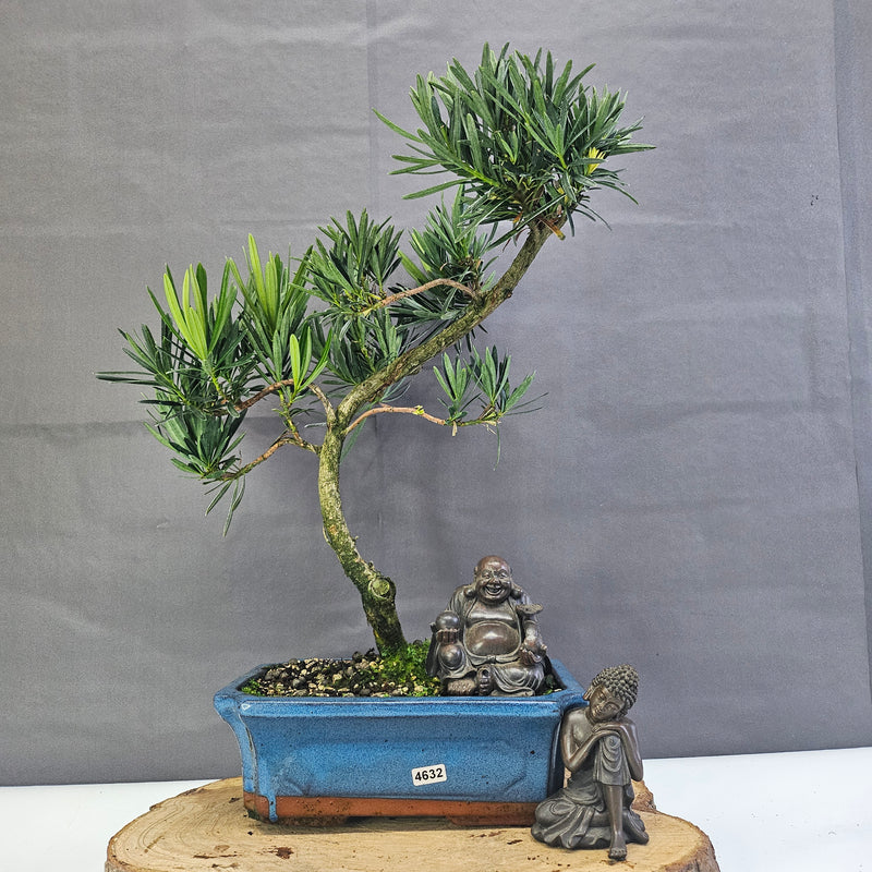 Clearance: Buddhist Pine (Podocarpus Micro) Bonsai Tree | Shaped | In 25cm Pot