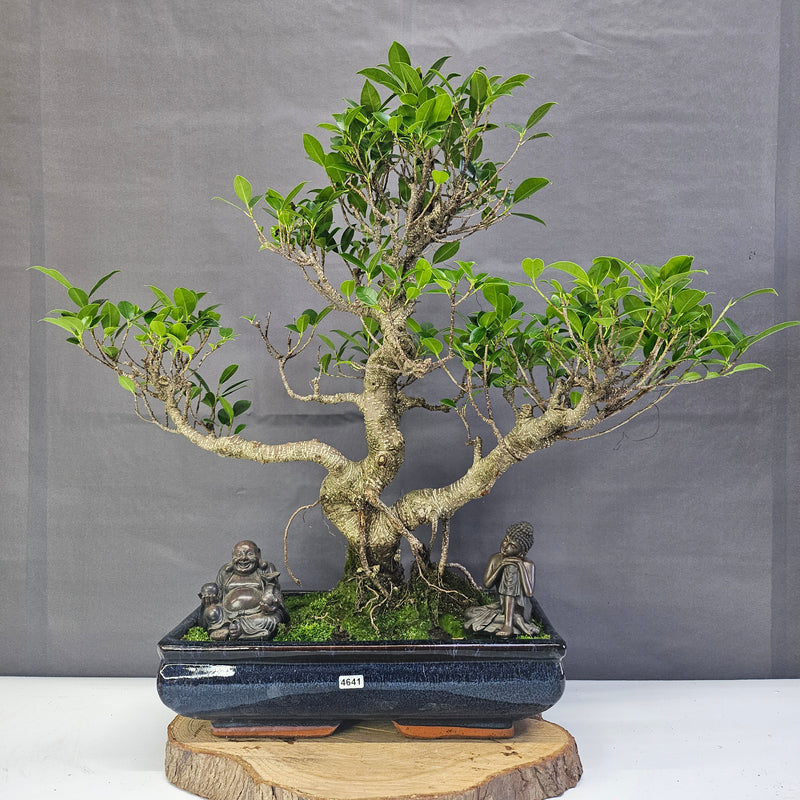 Ficus Microcarpa (Banyan Fig) Large Indoor Bonsai Tree | Shaped | In 35cm Pot