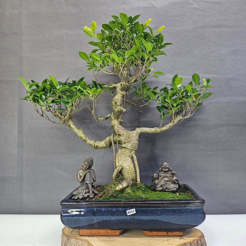 Ficus Microcarpa (Banyan Fig) Large Indoor Bonsai Tree | Shaped | In 35cm Pot