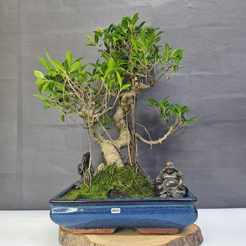 Ficus Microcarpa (Banyan Fig) Large Indoor Bonsai Tree | Shaped | In 35cm Pot