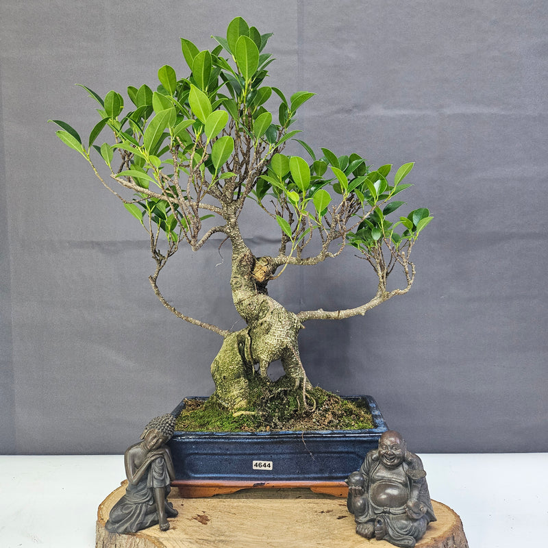 Ficus Microcarpa (Banyan Fig) Indoor Bonsai Tree | Shaped | In 25cm Pot