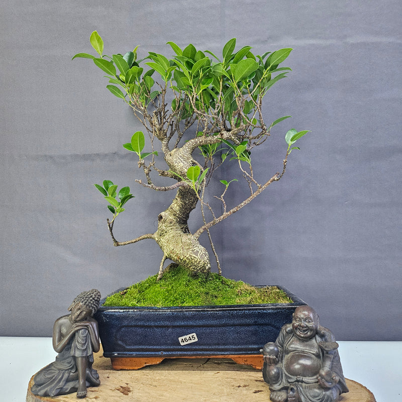 Ficus Microcarpa (Banyan Fig) Indoor Bonsai Tree | Shaped | In 25cm Pot