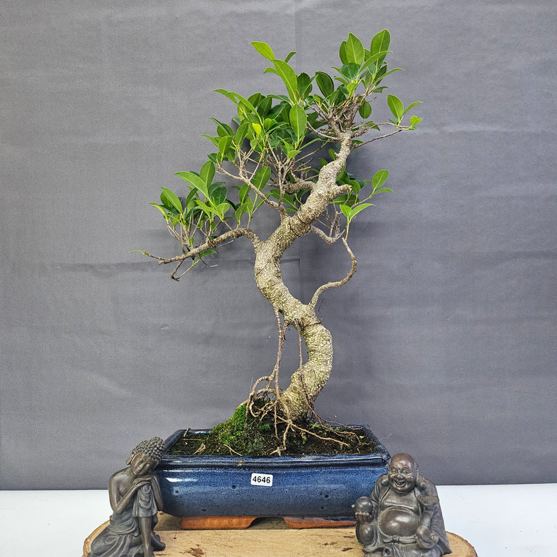 Ficus Microcarpa (Banyan Fig) Indoor Bonsai Tree | Shaped | In 25cm Pot