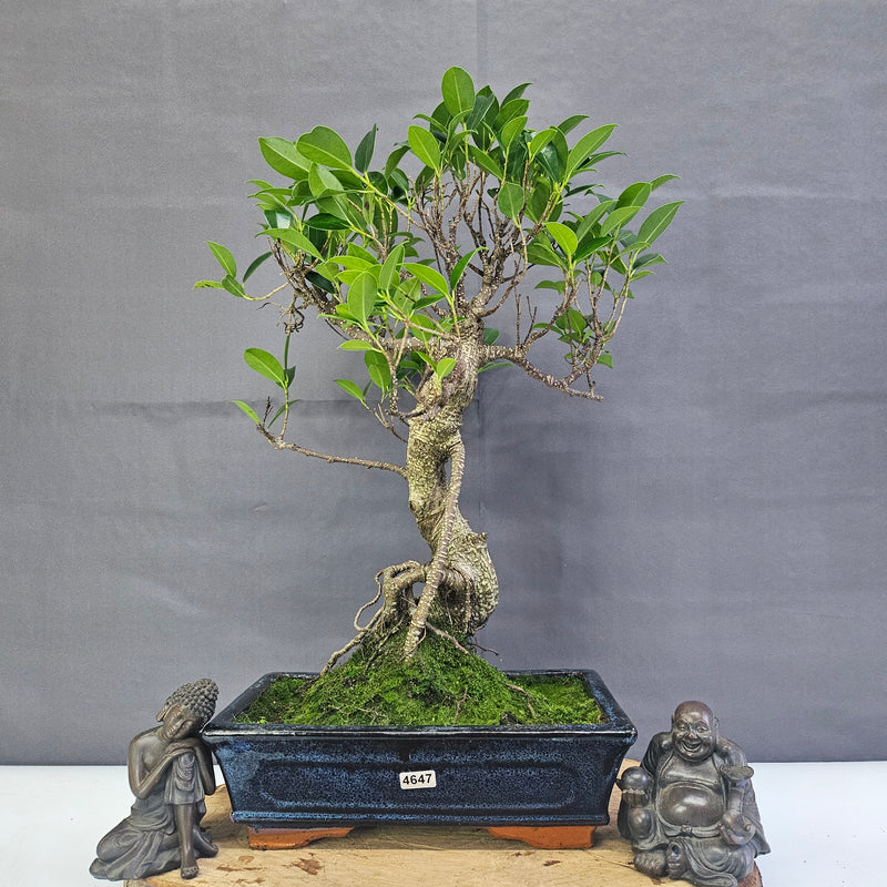 Ficus Microcarpa (Banyan Fig) Indoor Bonsai Tree | Shaped | In 25cm Pot