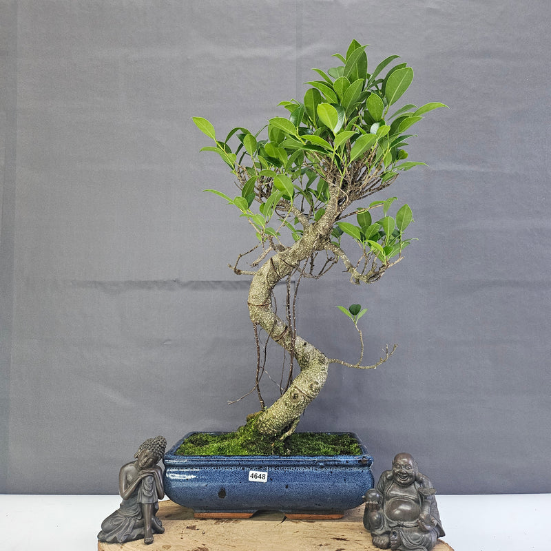 Ficus Microcarpa (Banyan Fig) Indoor Bonsai Tree | Shaped | In 25cm Pot