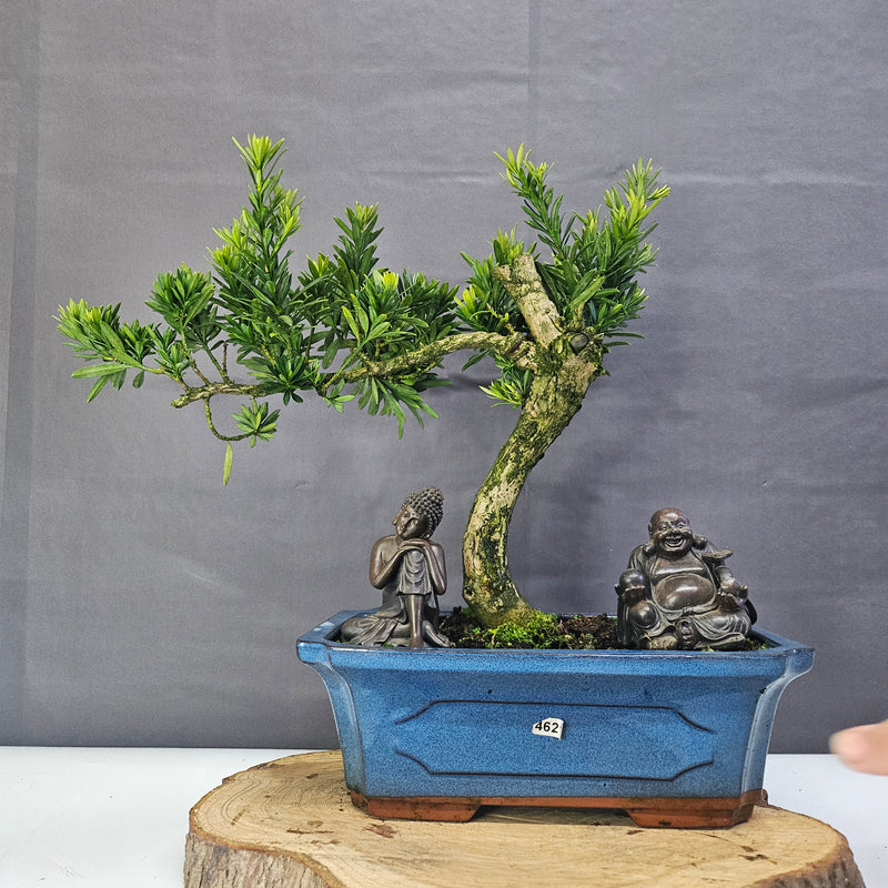 Clearance: Buddhist Pine (Podocarpus Micro) Bonsai Tree | Shaped | In 30cm Pot