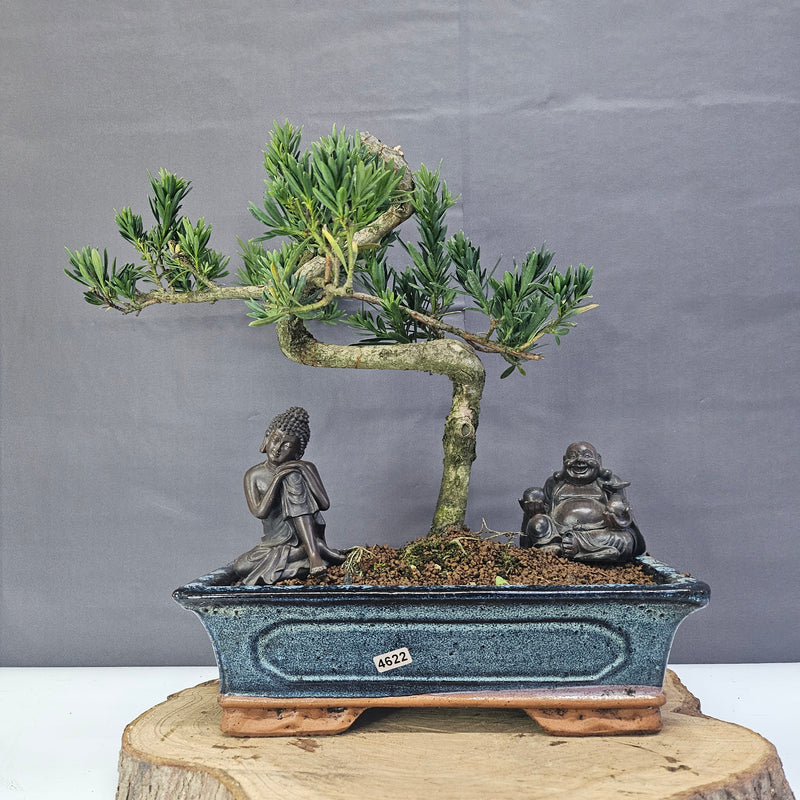 Clearance: Buddhist Pine (Podocarpus Micro) Bonsai Tree | Shaped | In 30cm Pot