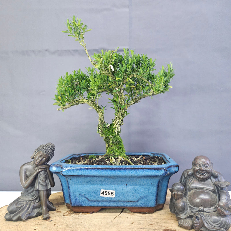 Clearance: Boxwood (Buxus Harlandii) Bonsai Tree | Shaped | In 20cm Pot