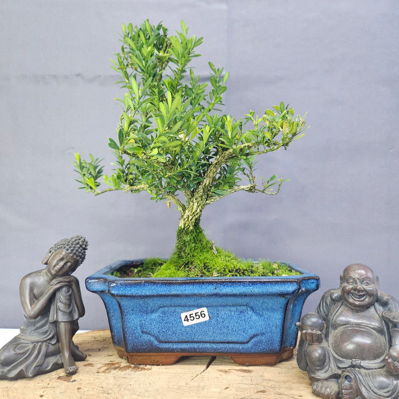 Clearance: Boxwood (Buxus Harlandii) Bonsai Tree | Shaped | In 20cm Pot