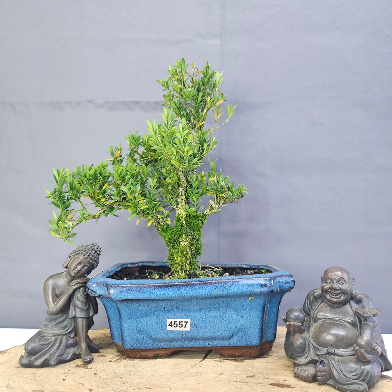 Clearance: Boxwood (Buxus Harlandii) Bonsai Tree | Shaped | In 20cm Pot