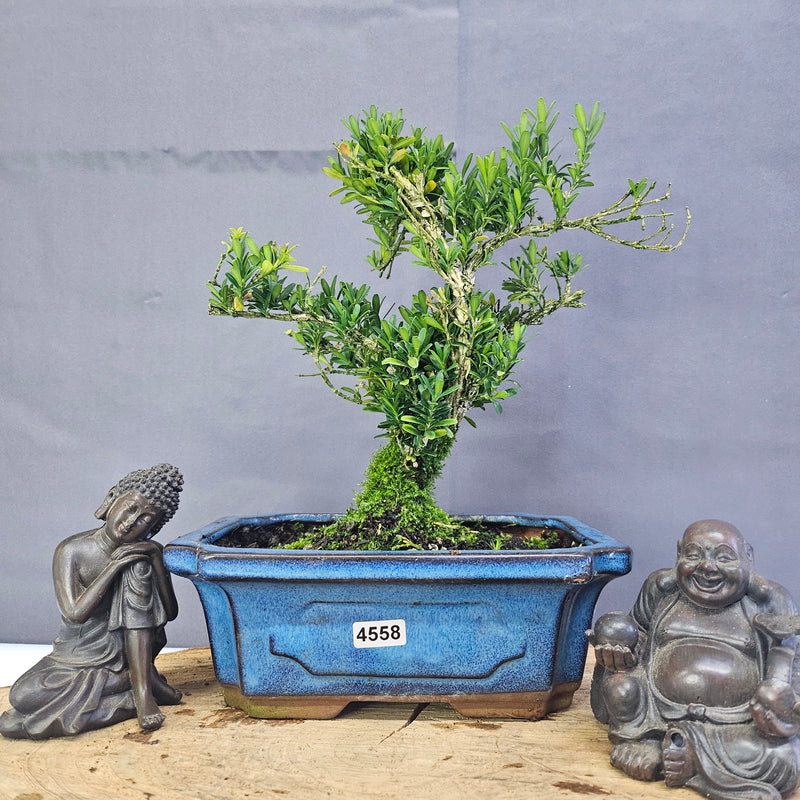 Clearance: Boxwood (Buxus Harlandii) Bonsai Tree | Shaped | In 20cm Pot