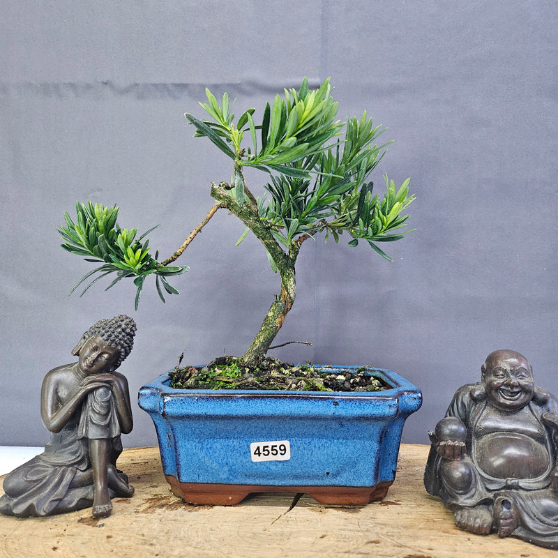 Clearance: Buddhist Pine (Podocarpus Micro) Bonsai Tree | Shaped | In 15cm Pot