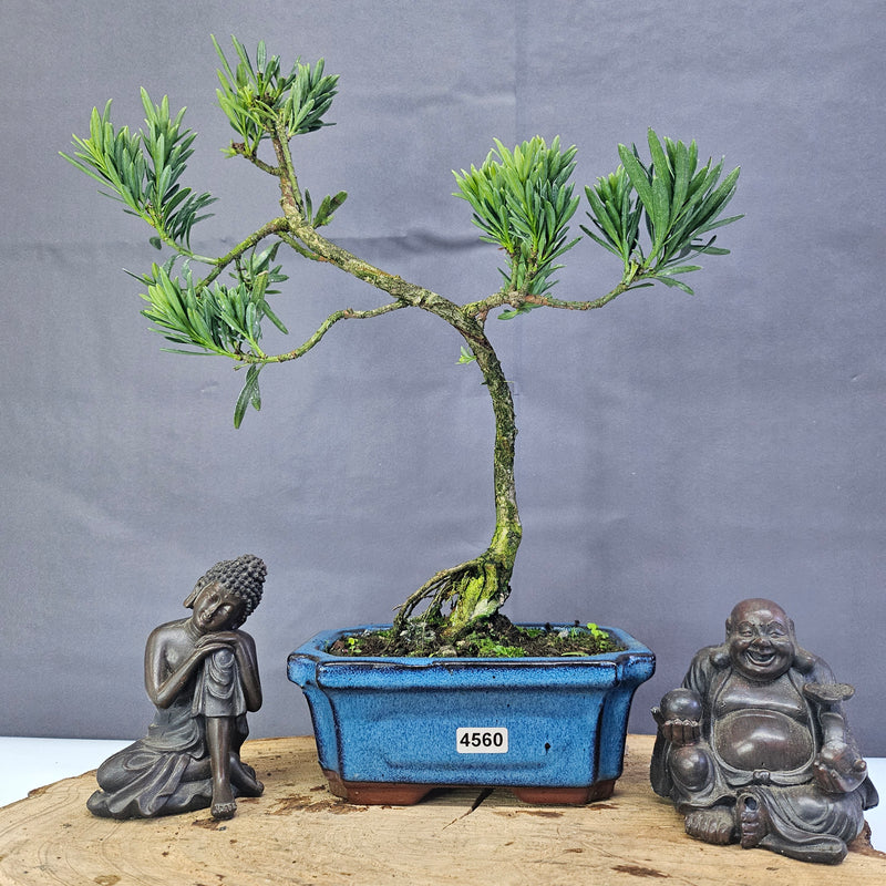 Clearance: Buddhist Pine (Podocarpus Micro) Bonsai Tree | Shaped | In 15cm Pot