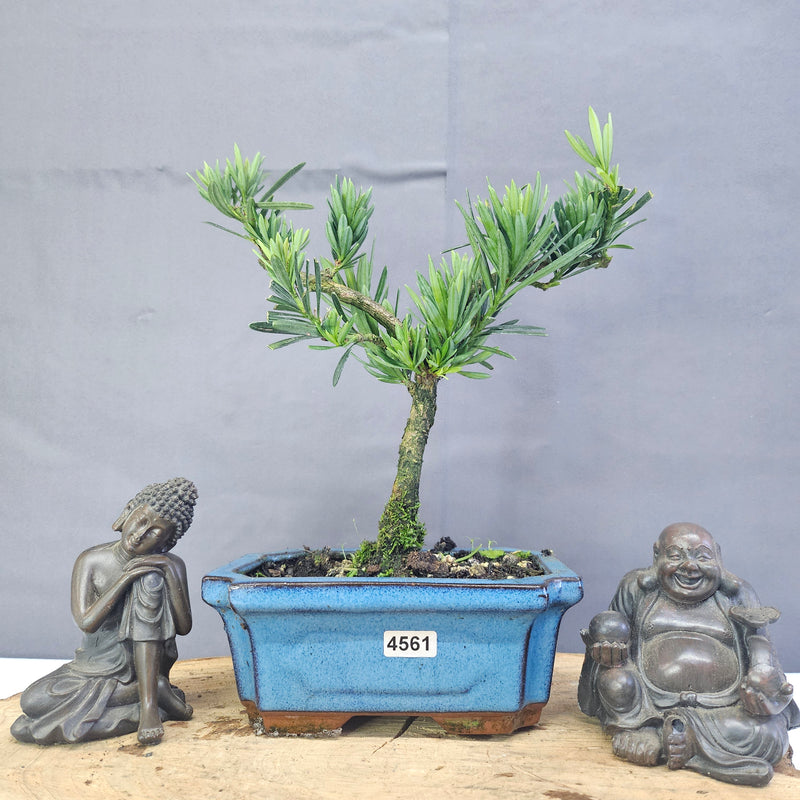 Clearance: Buddhist Pine (Podocarpus Micro) Bonsai Tree | Shaped | In 15cm Pot