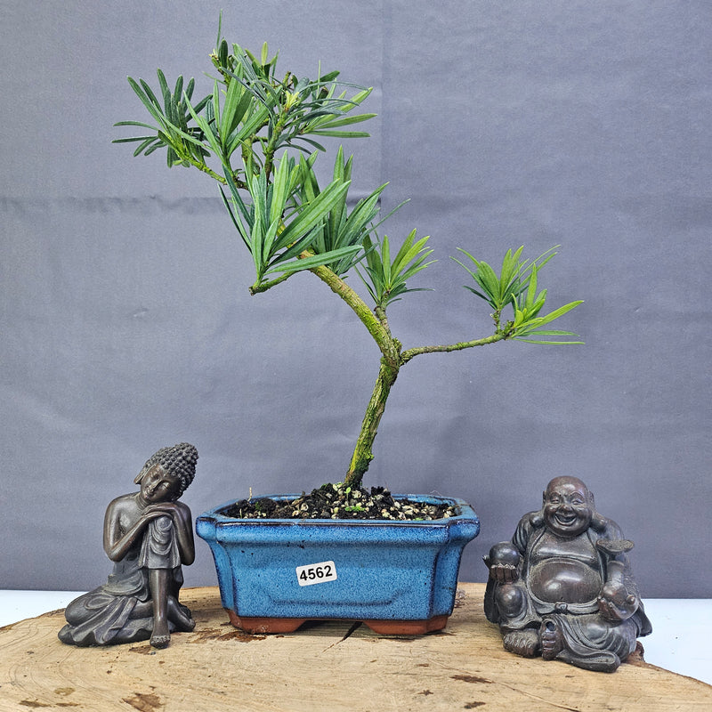 Clearance: Buddhist Pine (Podocarpus Micro) Bonsai Tree | Shaped | In 15cm Pot